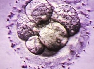 2026中山助孕生孩子机构排名，附助孕费用和成功率一览